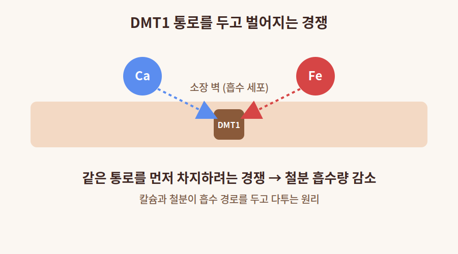 칼슘과 철분이 DMT1 통로를 두고 경쟁하는 원리 다이어그램