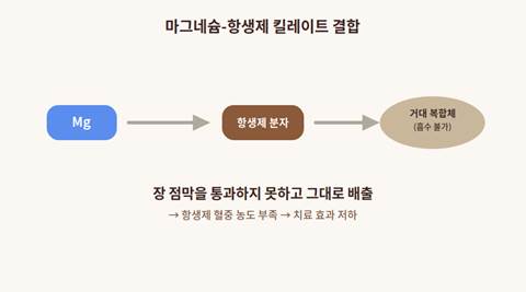 마그네슘과 항생제가 킬레이트 결합을 형성하는 원리 다이어그램