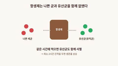 항생제가 유산균을 함께 사멸시키는 원리 다이어그램