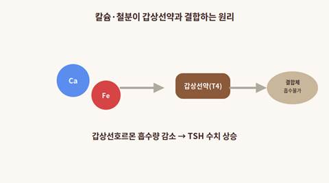 칼슘·철분이 갑상선호르몬제와 결합하는 원리 다이어그램