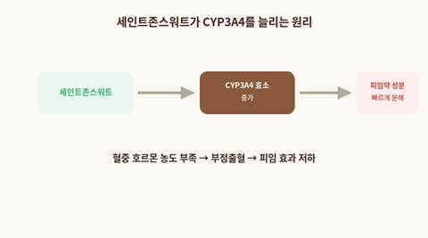 세인트존스워트 피임약 CYP3A4 효소 유도 원리 다이어그램