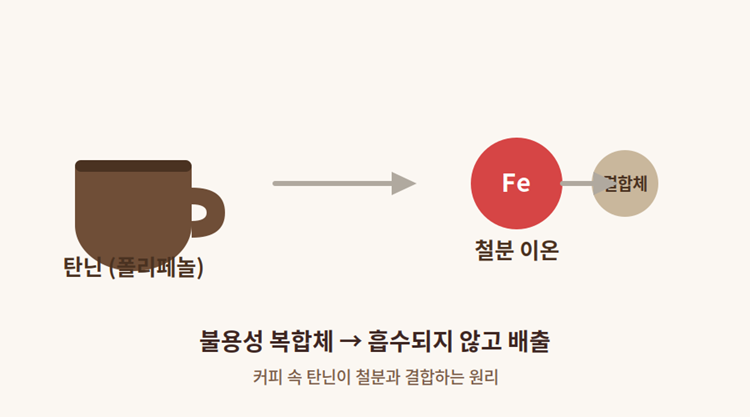 탄닌과 철분 이온이 결합해 불용성 복합체를 만드는 원리를 보여주는 철분제 커피 상호작용 다이어그램